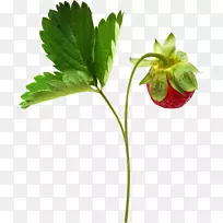 ��ݮ��������-��ݮ-������