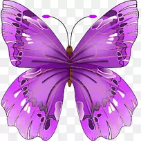 昆虫丘疹夹艺术蝴蝶架-空若网 昆虫丘疹夹艺术蝴蝶架-空若网