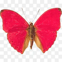 粉色蝴蝶-空若网 粉色蝴蝶-空若网