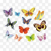 彩色蝴蝶素材-空若网 彩色蝴蝶素材-空若网