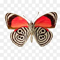 彩色 蝴蝶-空若网 彩色 蝴蝶-空若网