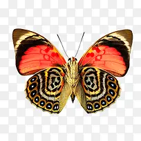 彩色 蝴蝶-空若网 彩色 蝴蝶-空若网