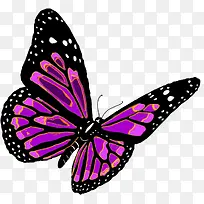 紫色蝴蝶-空若网 紫色蝴蝶-空若网