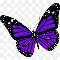 ��ɫ ����-������