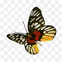 蝴蝶-空若网 蝴蝶-空若网