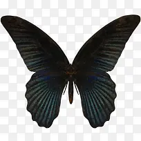黑蝴蝶-空若网 黑蝴蝶-空若网