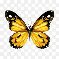 水彩蝴蝶设计-空若网 水彩蝴蝶设计-空若网