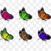 彩色蝴蝶-空若网 彩色蝴蝶-空若网