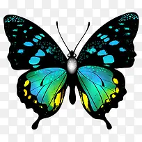 ��ͨ��ɫ��С�����걾-������