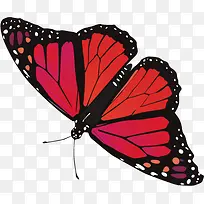 红黑蝴蝶-空若网 红黑蝴蝶-空若网