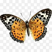 ��ɫ ����-������