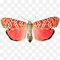 彩色 蝴蝶-空若网 彩色 蝴蝶-空若网