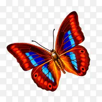 蝴蝶-空若网 蝴蝶-空若网