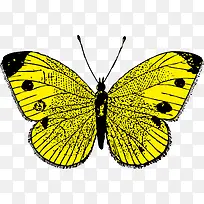 黄色蝴蝶-空若网 黄色蝴蝶-空若网
