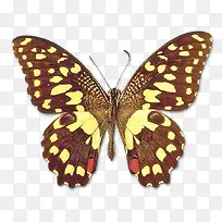 彩色蝴蝶标本-空若网 彩色蝴蝶标本-空若网