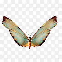 蝴蝶-空若网 蝴蝶-空若网