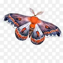 蝴蝶-空若网 蝴蝶-空若网