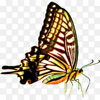 手绘春天彩色蝴蝶-空若网 手绘春天彩色蝴蝶-空若网