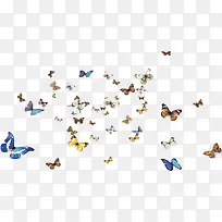 彩色可爱蝴蝶飞舞-空若网 彩色可爱蝴蝶飞舞-空若网