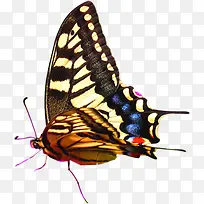 彩色手绘美景蝴蝶-空若网 彩色手绘美景蝴蝶-空若网