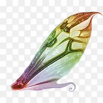 彩色纹理蝴蝶翅膀-空若网 彩色纹理蝴蝶翅膀-空若网