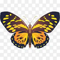 ��ɫ����ʸ���ز�-������