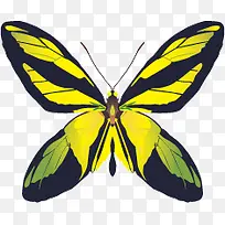 彩色蝴蝶矢量素材-空若网 彩色蝴蝶矢量素材-空若网