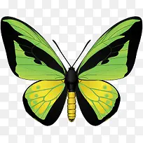 彩色蝴蝶矢量素材-空若网 彩色蝴蝶矢量素材-空若网