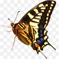 ��ɫ�ɰ��������-������