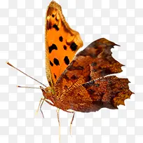 ²ÊÉ«¿¨Í¨À¥³æºûµû-¿ÕÈôÍø ²ÊÉ«¿¨Í¨À¥³æºûµû-¿ÕÈôÍø