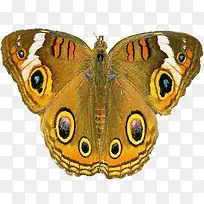 黄色彩色个性蝴蝶昆虫-空若网 黄色彩色个性蝴蝶昆虫-空若网