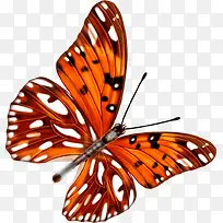 手绘彩色蝴蝶展板-空若网 手绘彩色蝴蝶展板-空若网