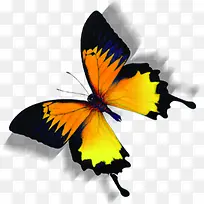彩色可爱蝴蝶美景-空若网 彩色可爱蝴蝶美景-空若网