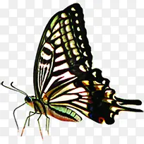 高清彩色蝴蝶插图-空若网 高清彩色蝴蝶插图-空若网