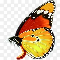 高清彩色蝴蝶海报-空若网 高清彩色蝴蝶海报-空若网