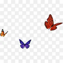 彩色蝴蝶知秋背景-空若网 彩色蝴蝶知秋背景-空若网