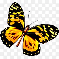 彩色漂亮蝴蝶-空若网 彩色漂亮蝴蝶-空若网