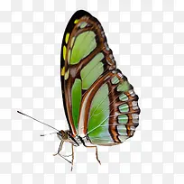 彩色觅食蝴蝶-空若网 彩色觅食蝴蝶-空若网
