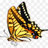 手绘彩色蝴蝶-空若网 手绘彩色蝴蝶-空若网