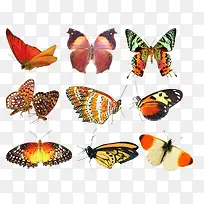 蝴蝶动物蝴蝶彩色蝴蝶-空若网 蝴蝶动物蝴蝶彩色蝴蝶-空若网