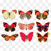 彩色蝴蝶动物蝴蝶-空若网 彩色蝴蝶动物蝴蝶-空若网