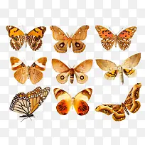 蝴蝶各种彩色蝴蝶-空若网 蝴蝶各种彩色蝴蝶-空若网