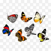 各种彩色蝴蝶-空若网 各种彩色蝴蝶-空若网