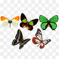 ��ֻ��ɫ����-������