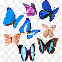 彩色蝴蝶png素材-空若网 彩色蝴蝶png素材-空若网