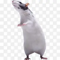 �ɰ�������-������