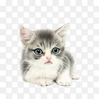 �ֻ�Сè-������