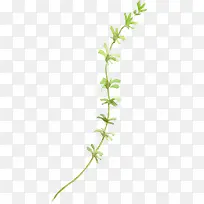 插画叶子-空若网 插画叶子-空若网