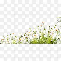 小花-空若网 小花-空若网