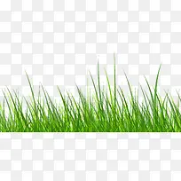 绿色小草-空若网 绿色小草-空若网